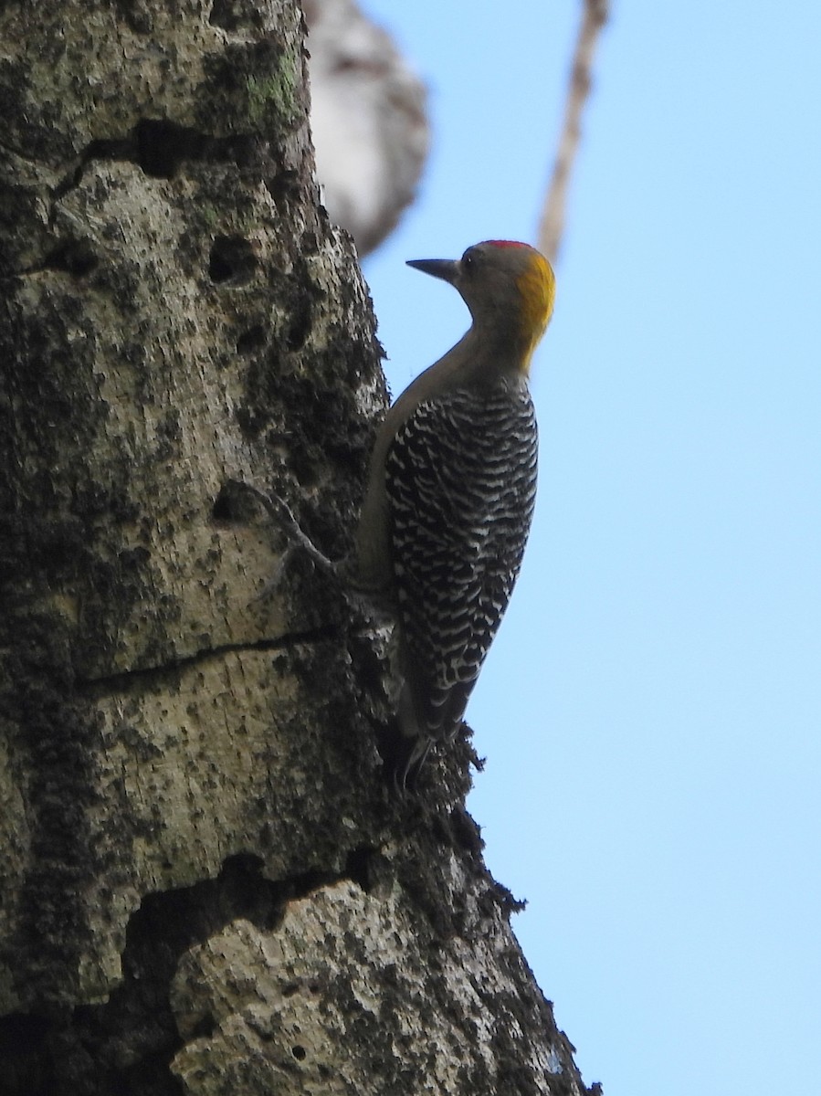 Гіла нікарагуанська - ML644308016