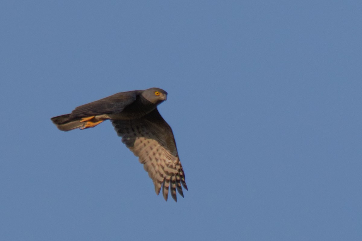 Afrikahabicht - ML644308027