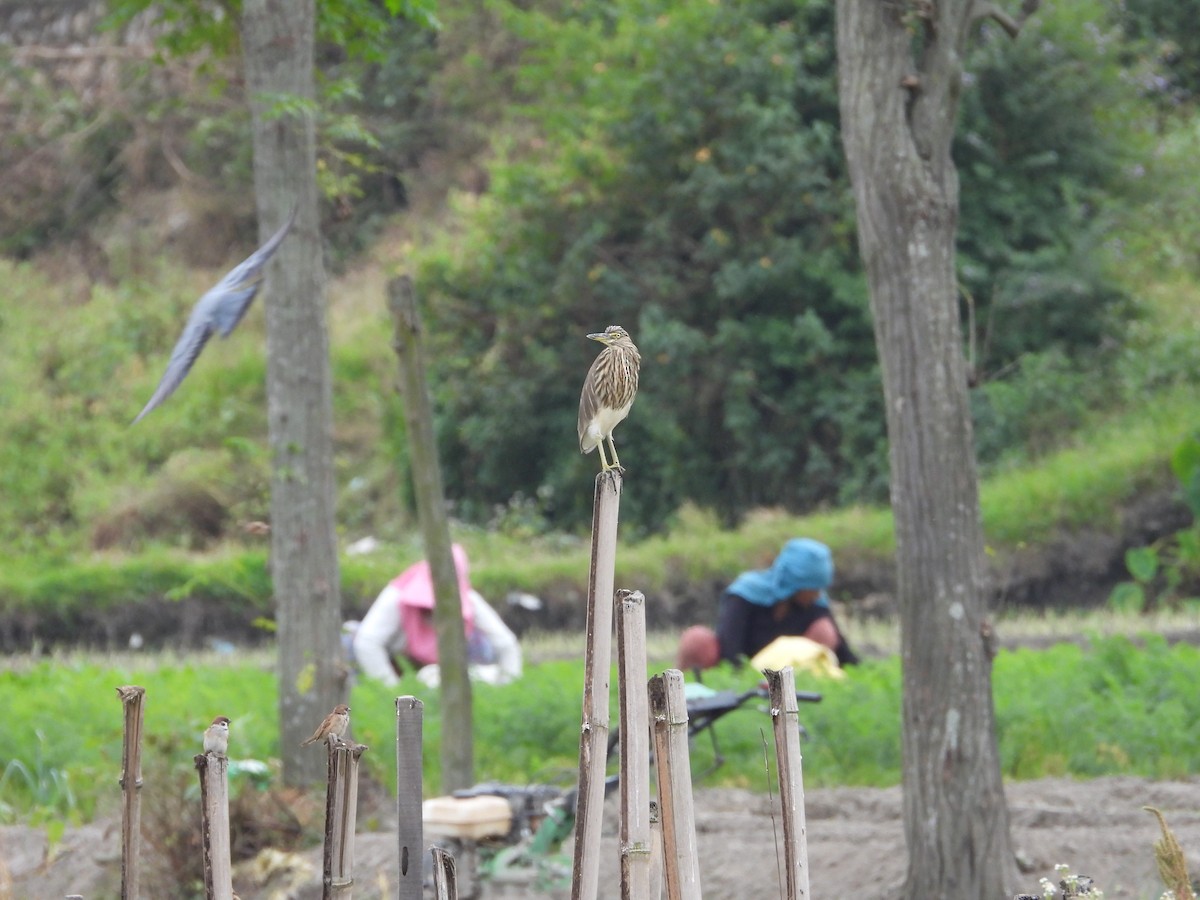 Индийская прудовая цапля - ML644308035