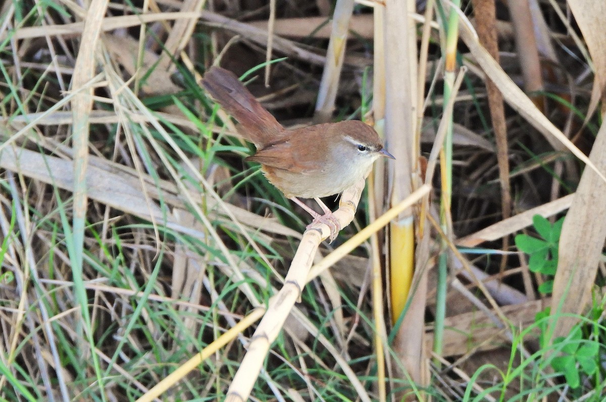 Cetti's Warbler - ML644308040