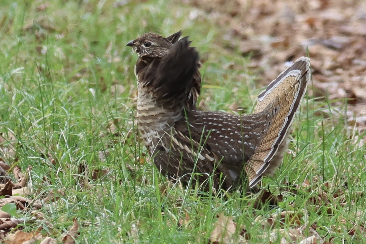 Воротничковый рябчик - ML644308041