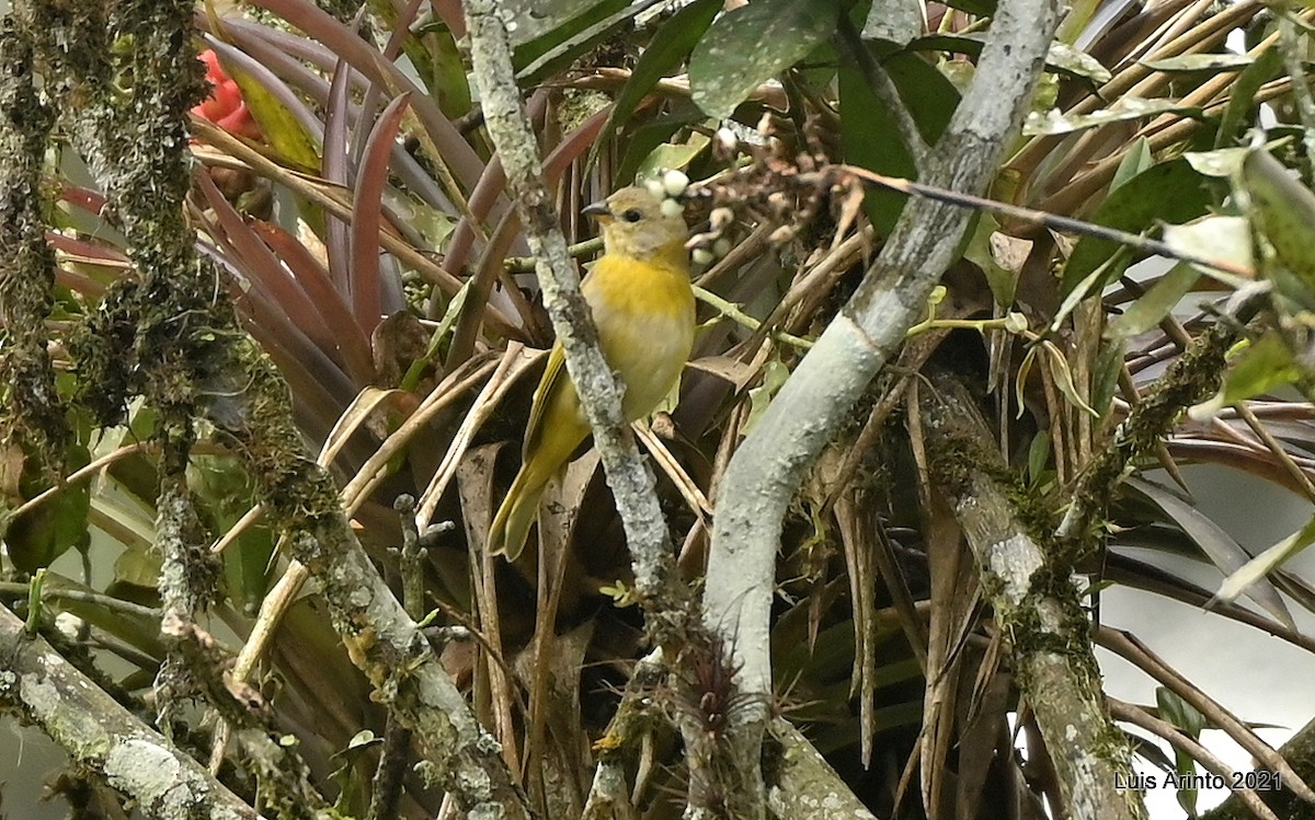 橙黃雀鵐 - ML644308044