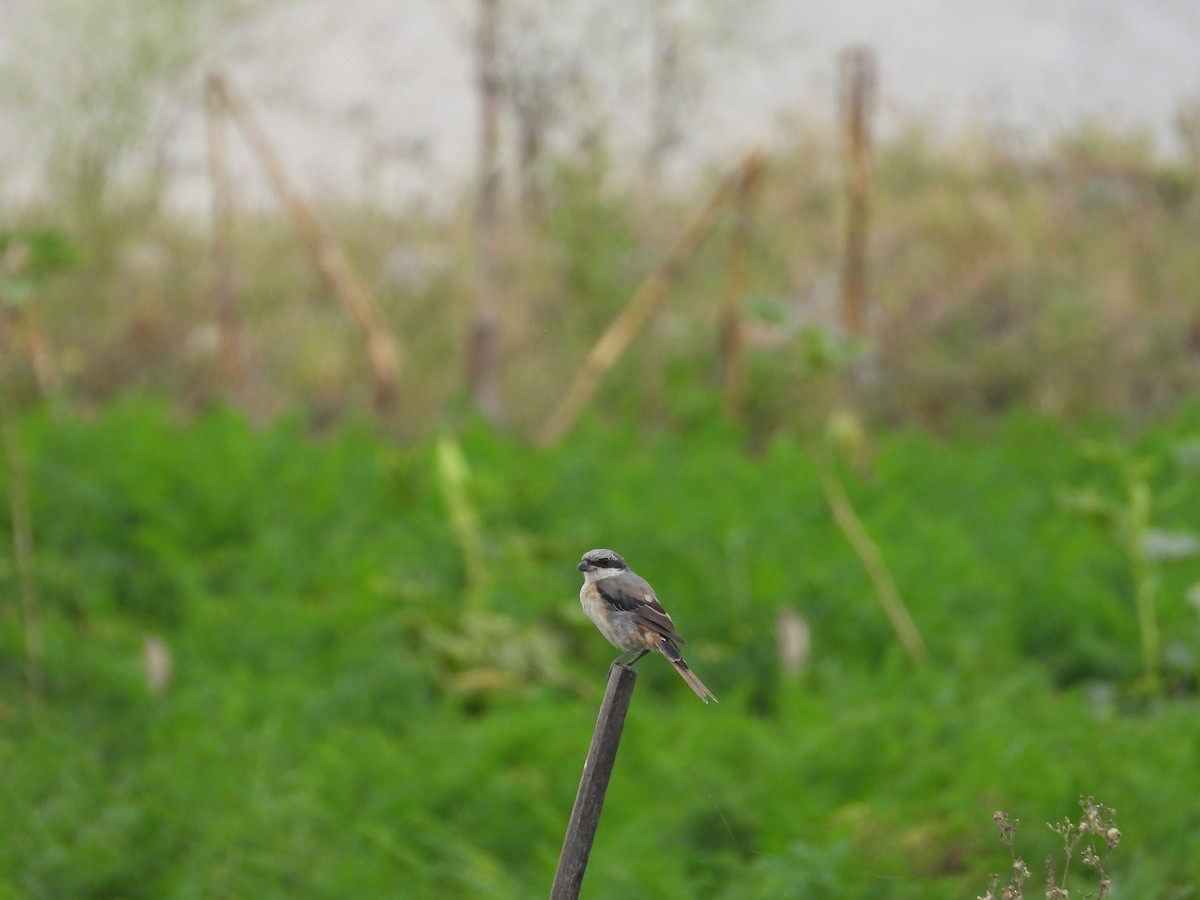 Gray-backed Shrike - ML644308055
