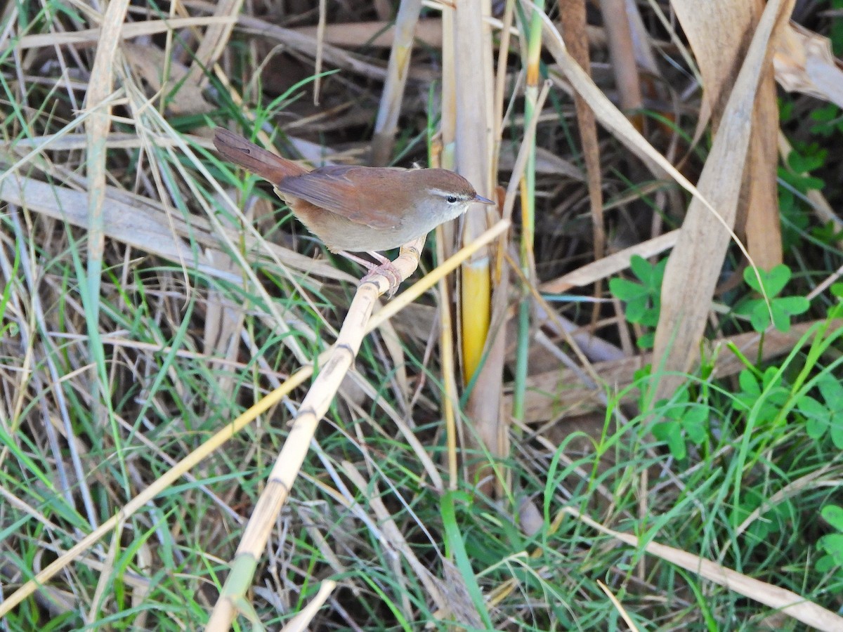 Cetti's Warbler - ML644308057