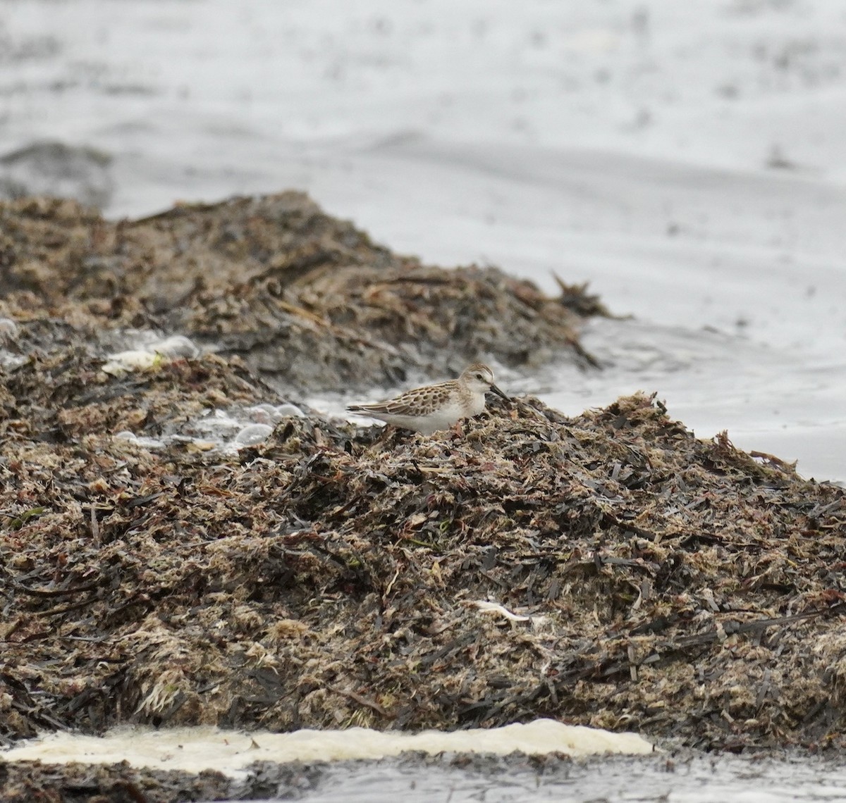 チドリ目 - ML644308060