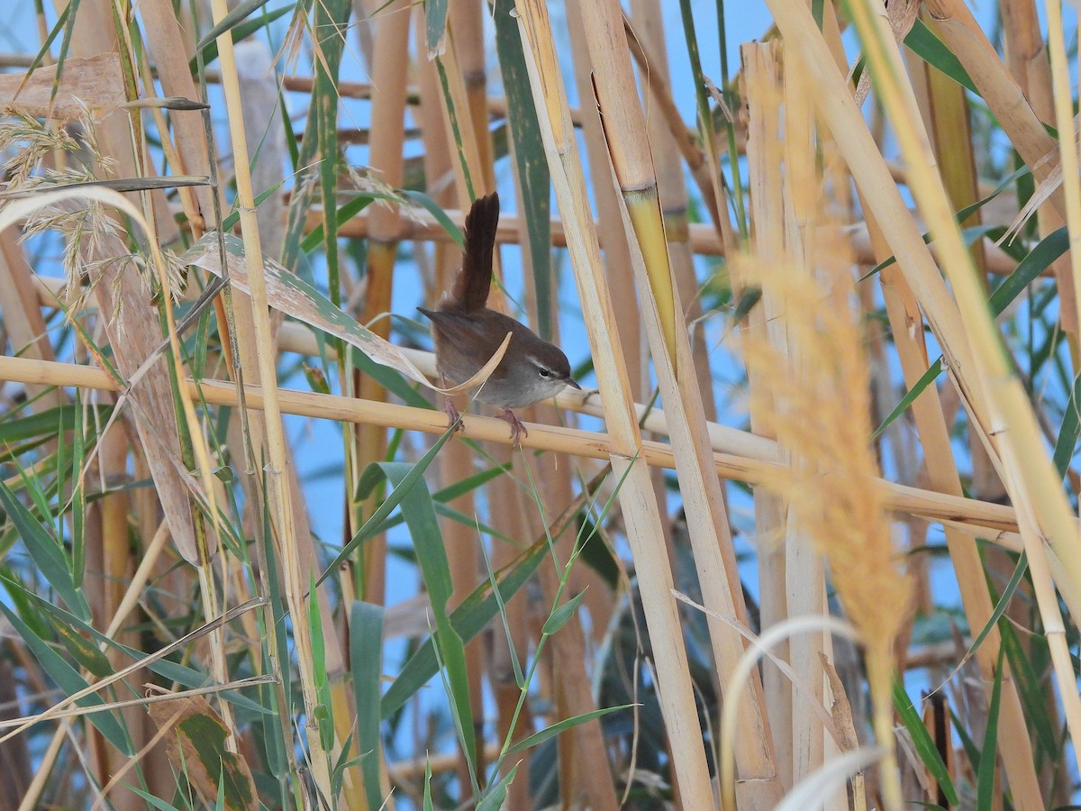 Cetti's Warbler - ML644308070