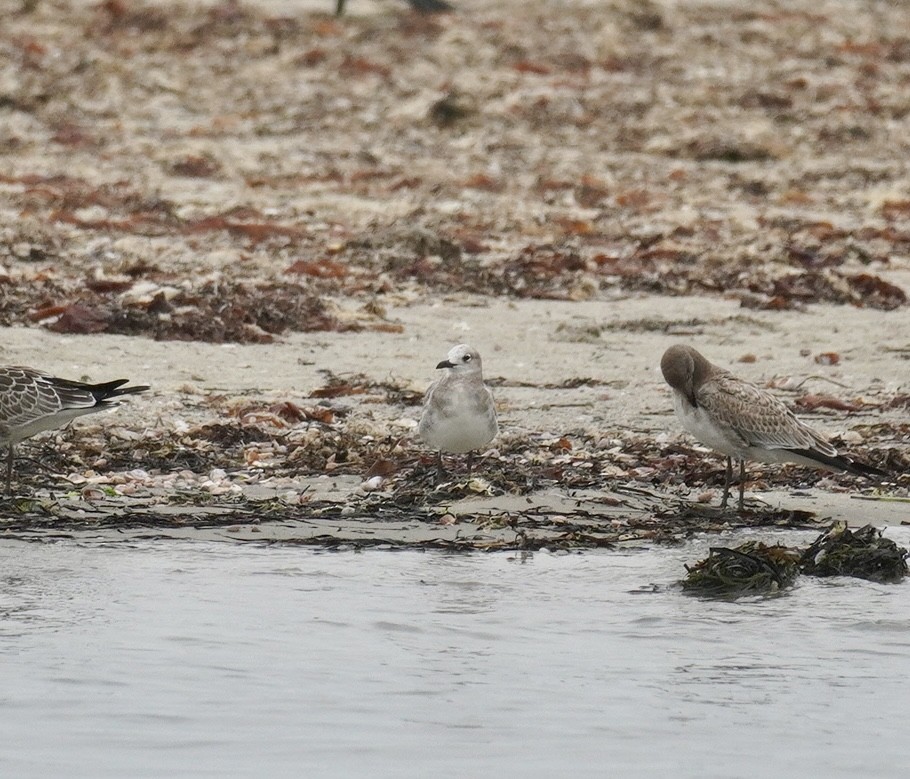 Laughing Gull - ML644308072
