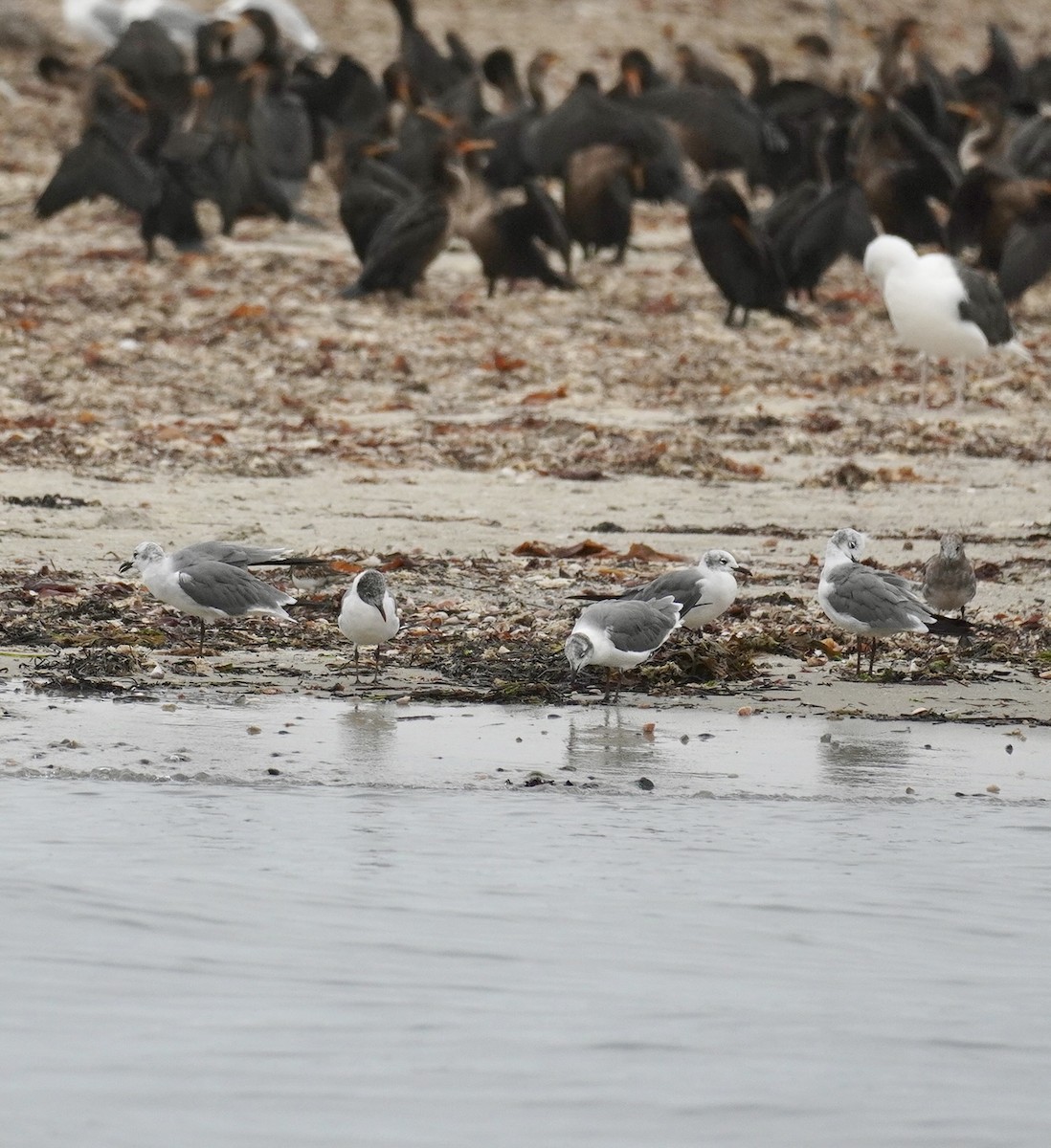 Laughing Gull - ML644308073