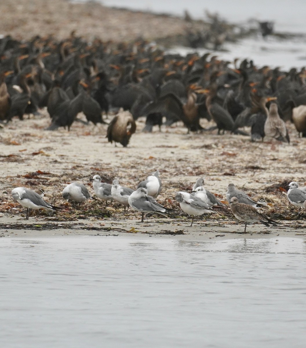 Laughing Gull - ML644308074