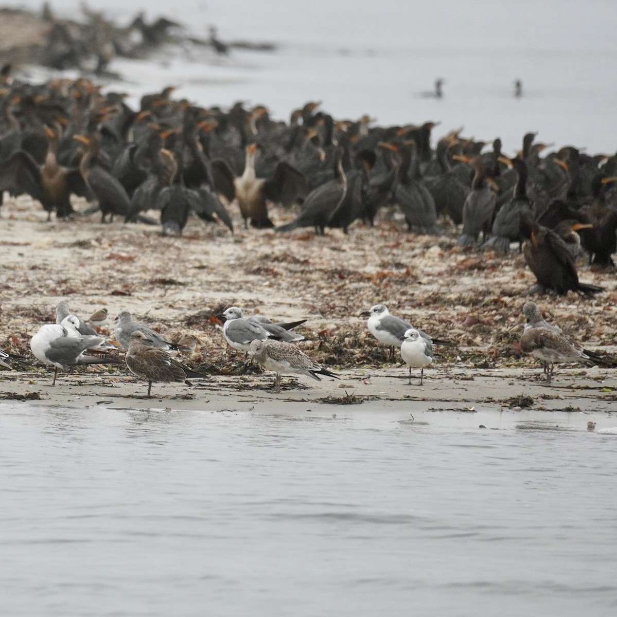 Laughing Gull - ML644308075