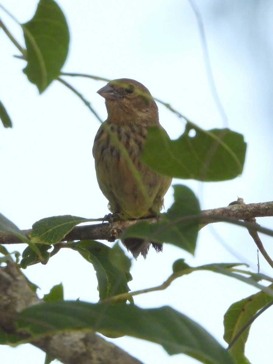 Якарина - ML644308082