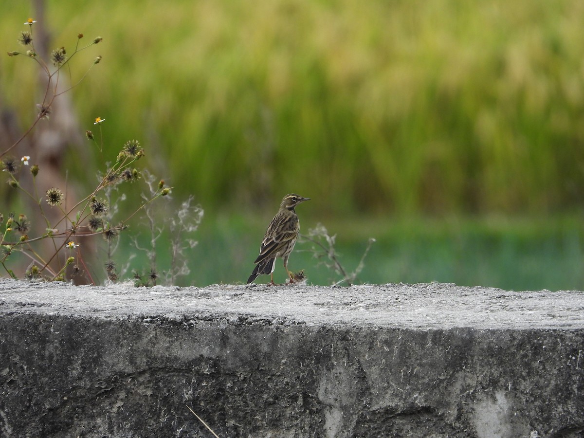 Rosy Pipit - ML644308108