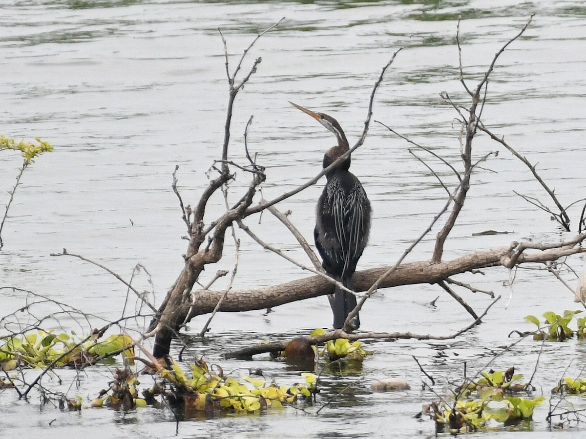 Anhinga roux - ML644308111