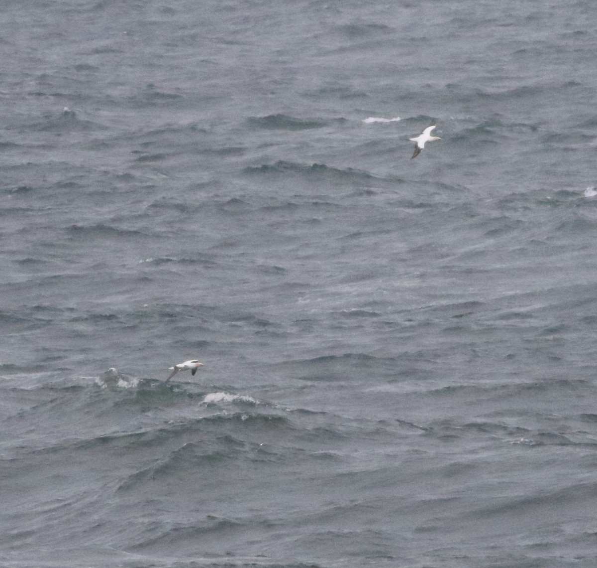 Avustralya Sümsüğü - ML644308118