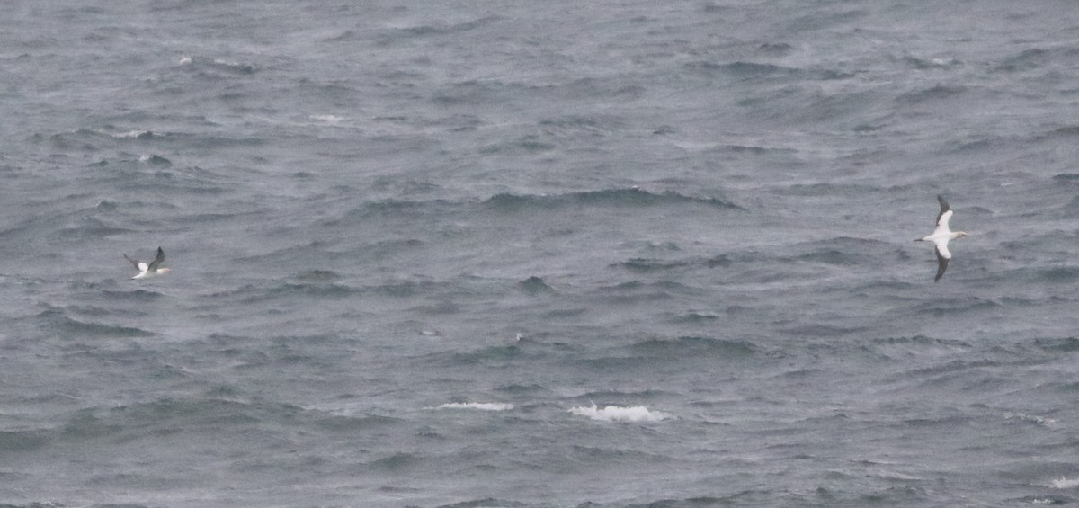 Avustralya Sümsüğü - ML644308119