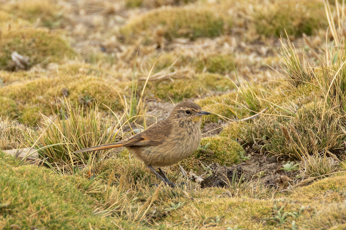 Cordilleran Canastero - ML644308122