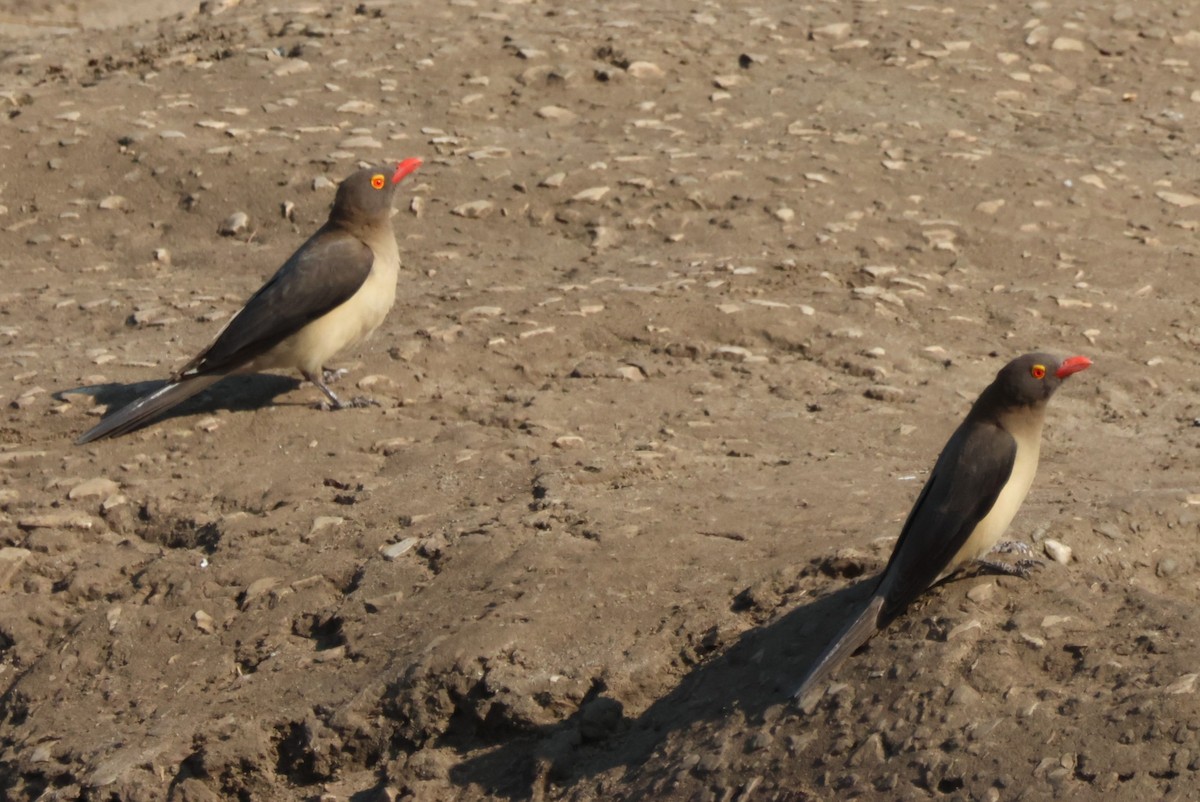 Red-billed Oxpecker - ML644308130