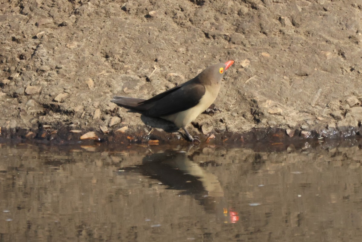 Red-billed Oxpecker - ML644308132