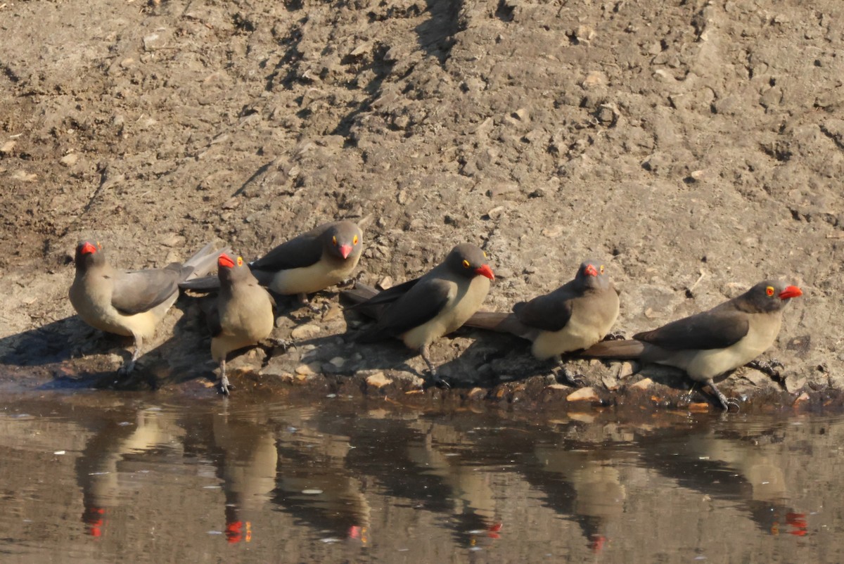 Red-billed Oxpecker - ML644308133