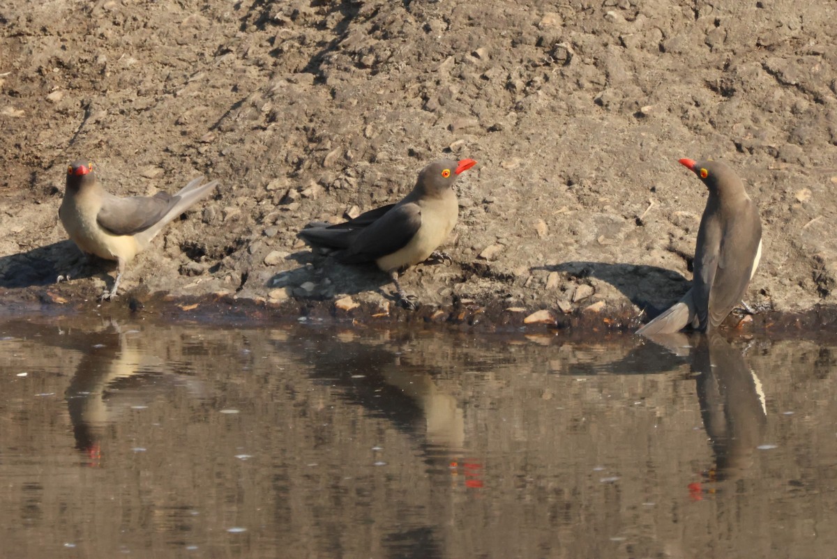 Red-billed Oxpecker - ML644308134