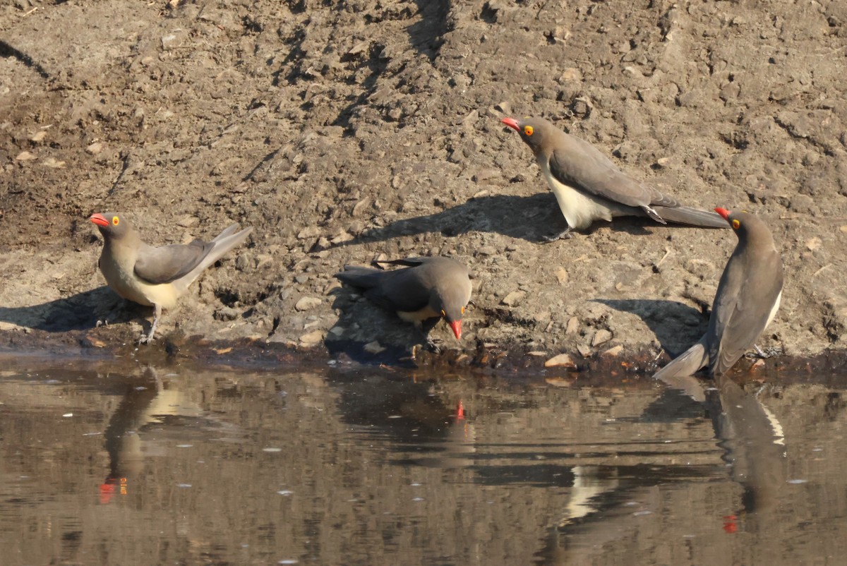 Red-billed Oxpecker - ML644308135