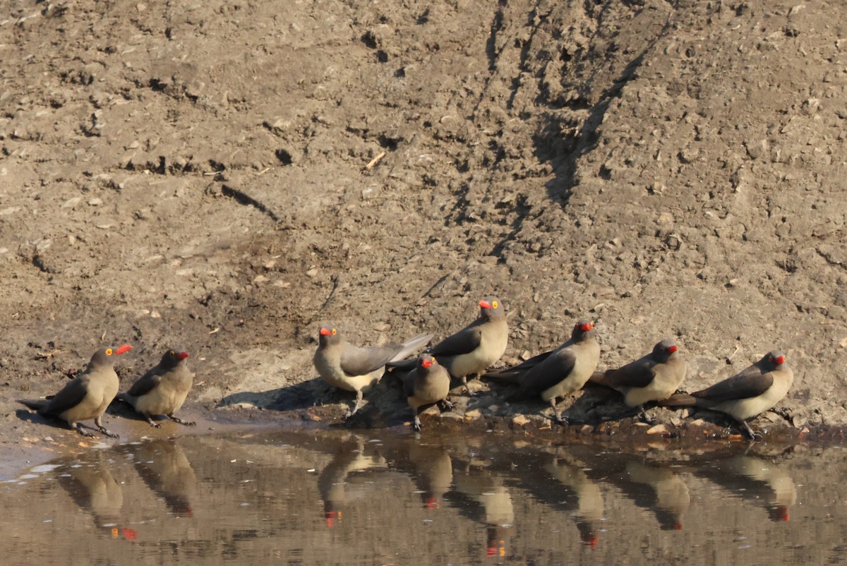 Red-billed Oxpecker - ML644308136