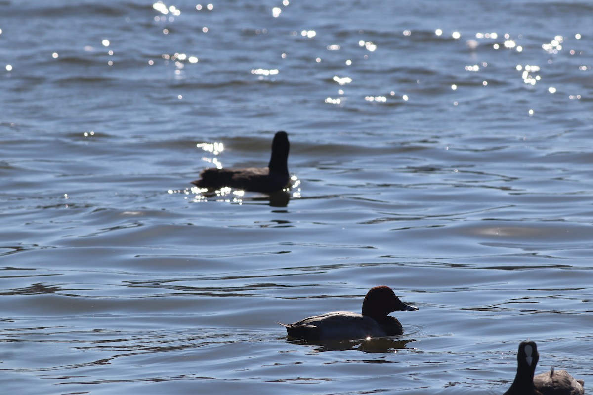 taffeland - ML644308142