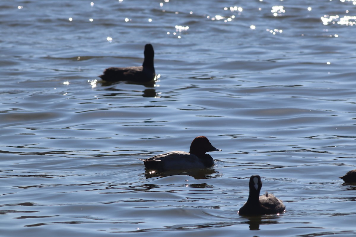 taffeland - ML644308143