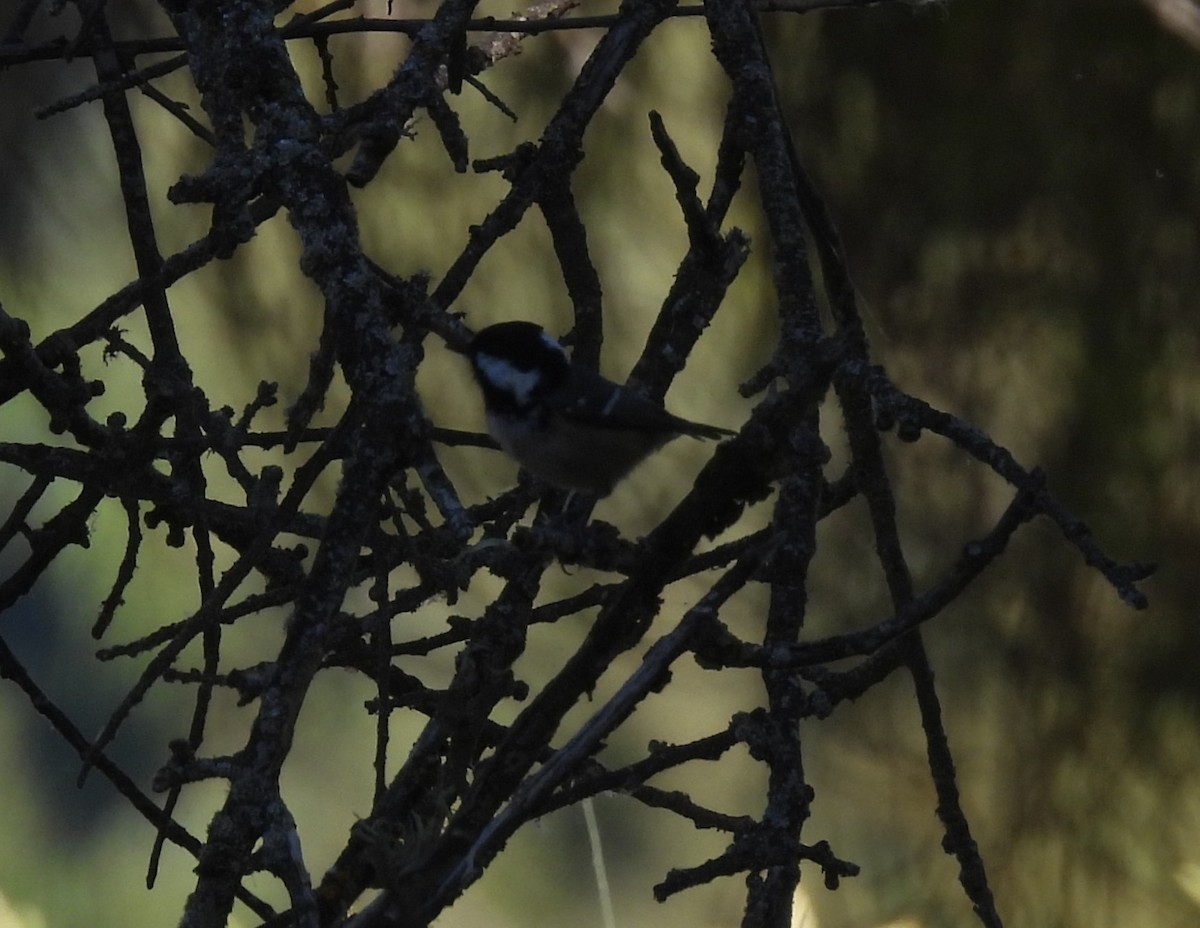 ヒガラ - ML644308147