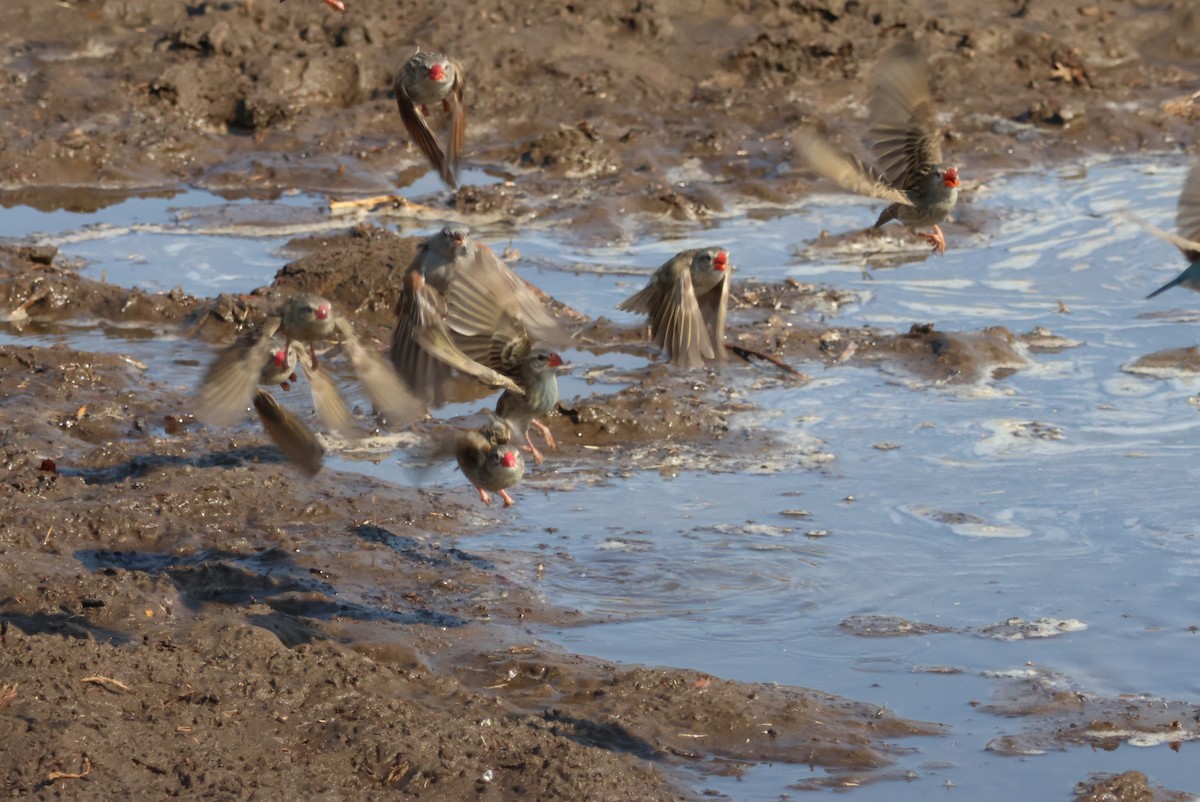 Travailleur à bec rouge - ML644308154