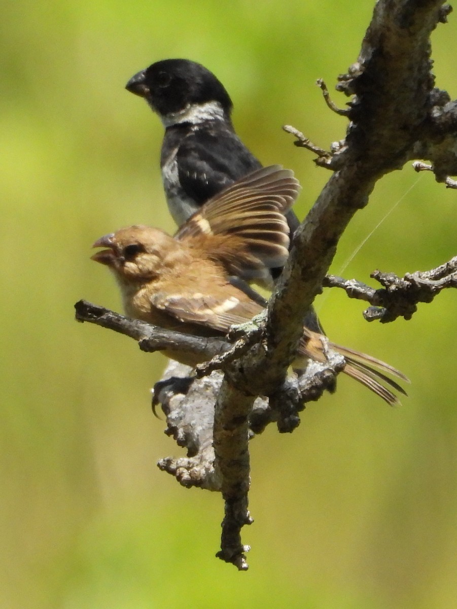 Variable Seedeater - ML644308155
