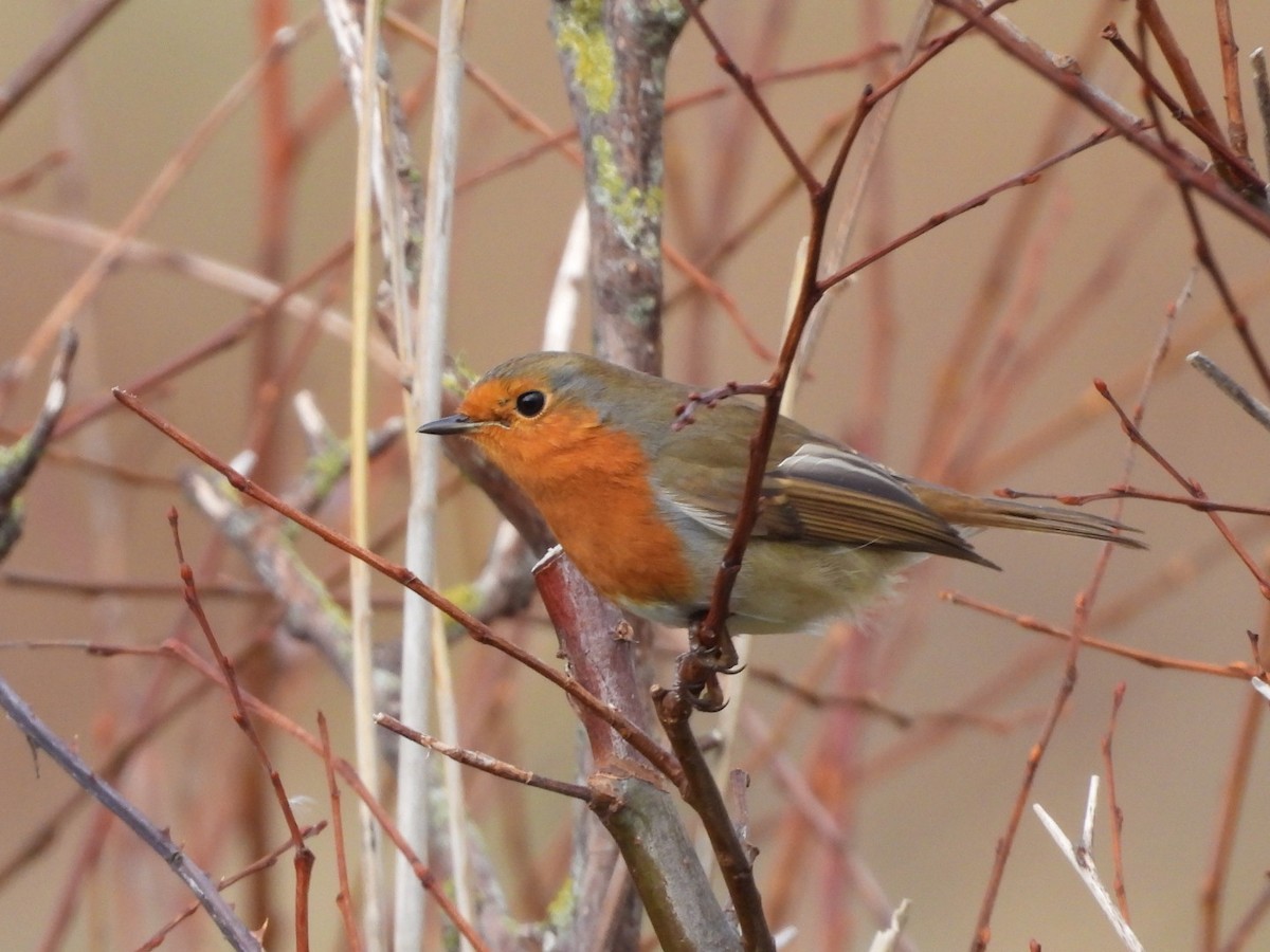 rødstrupe - ML644308164