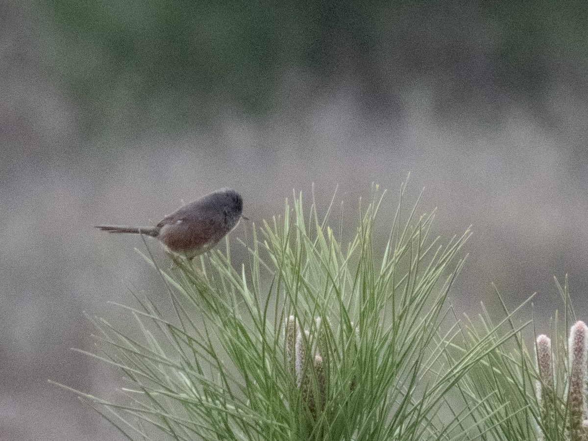 Magnanina comune - ML644308167