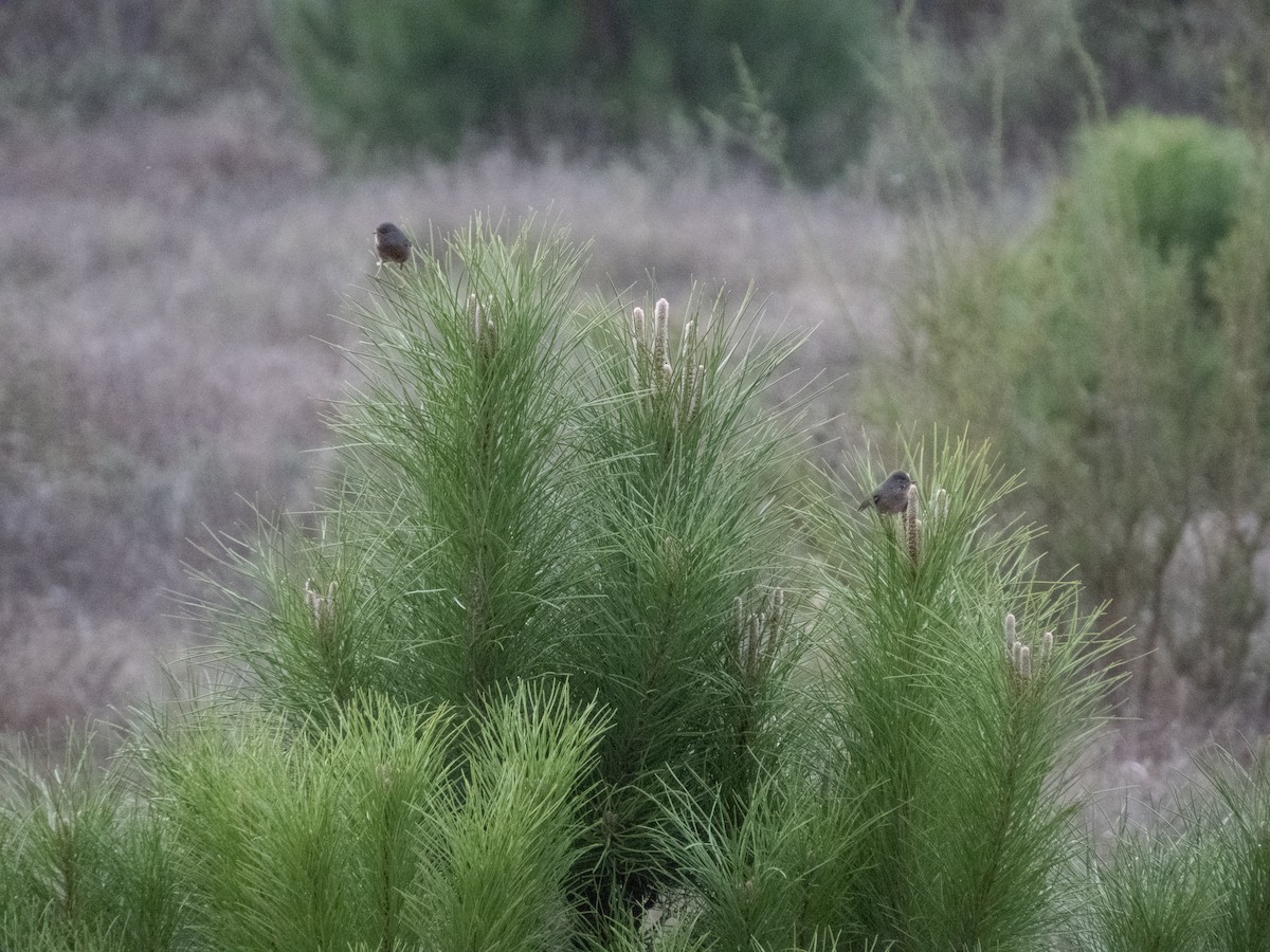 Magnanina comune - ML644308168