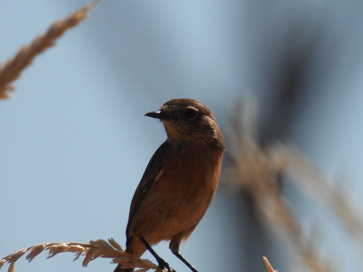 European Stonechat - ML644308172