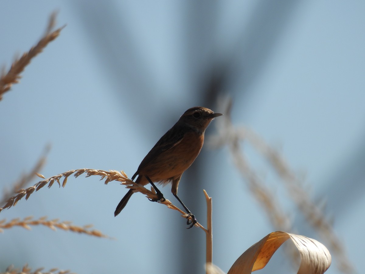 European Stonechat - ML644308173