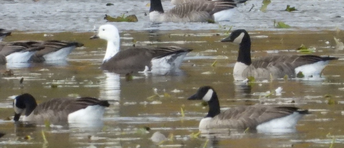 Snow x Canada Goose (hybrid) - ML644308176