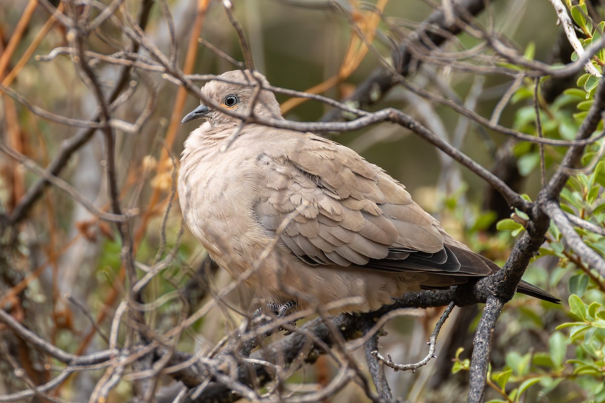 Black-winged Ground Dove - ML644308188