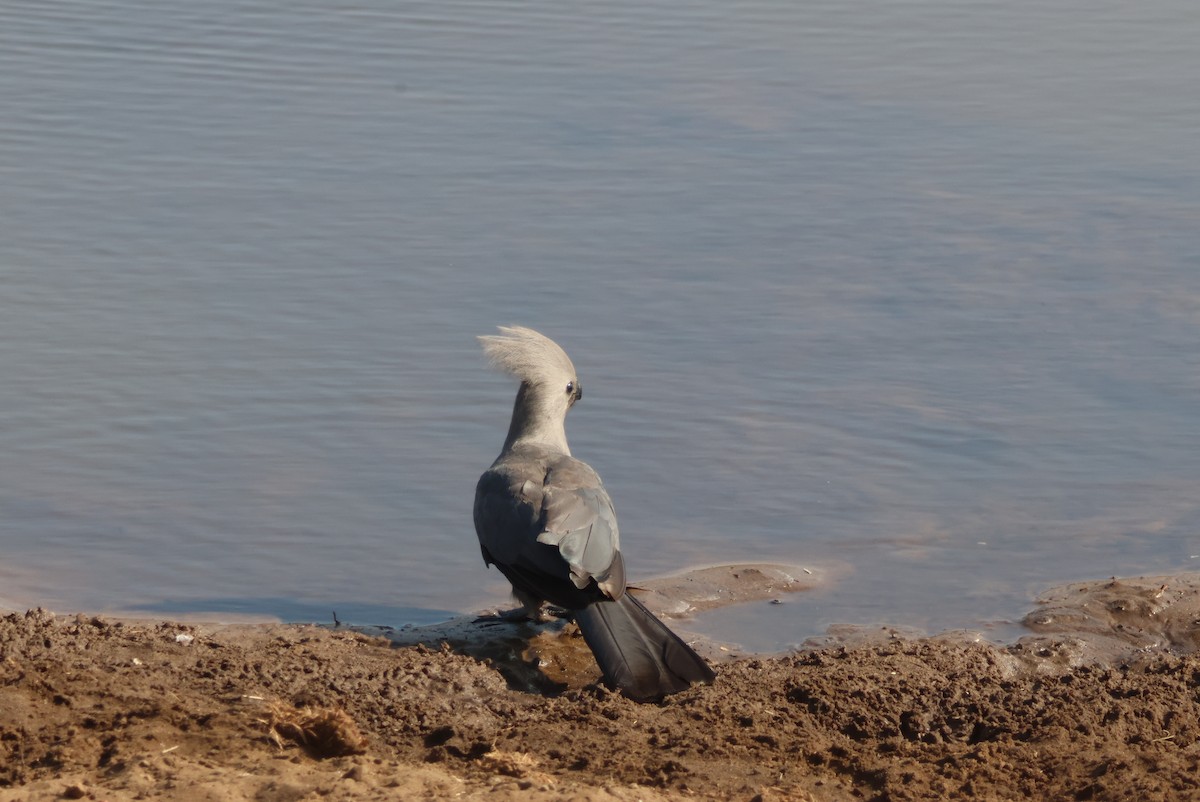 Gray Go-away-bird - ML644308189