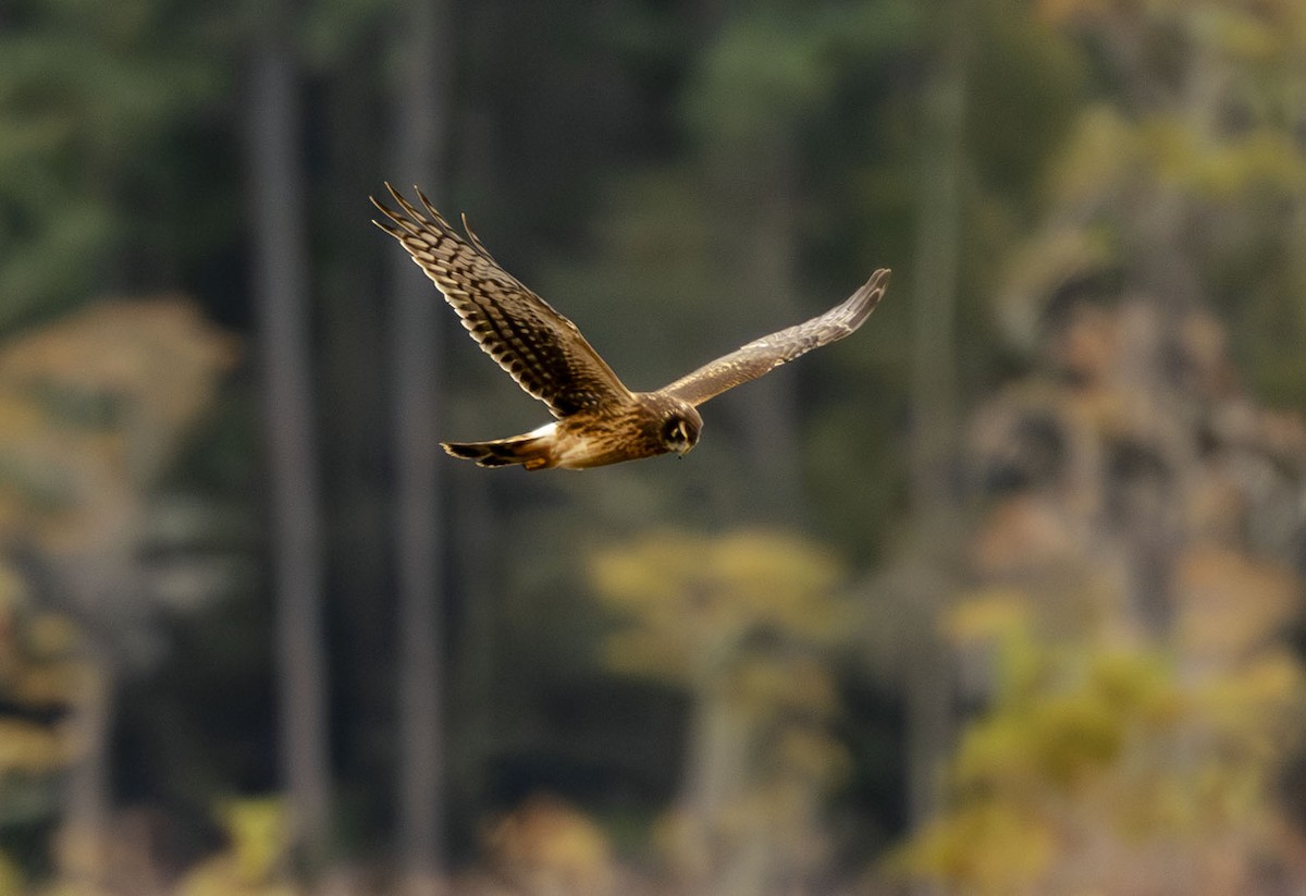 アメリカハイイロチュウヒ - ML644308194