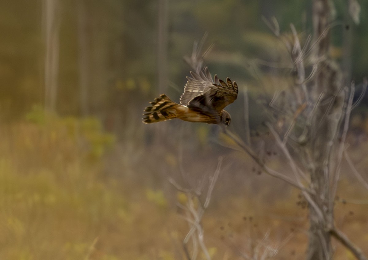 アメリカハイイロチュウヒ - ML644308195