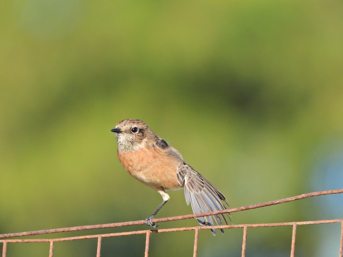 European Stonechat - ML644308198
