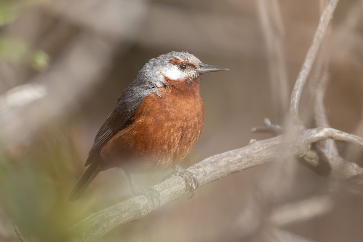 オオミツドリ - ML644308200