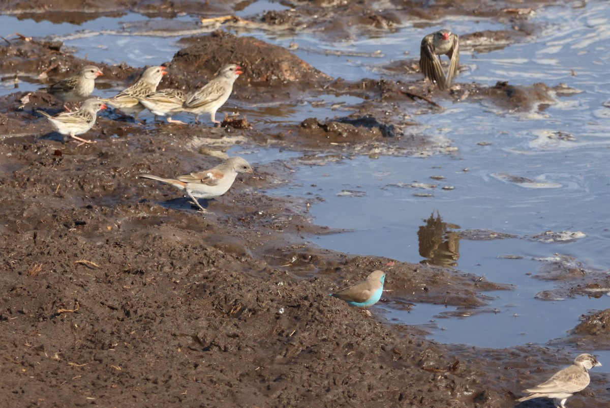Горобець блідий - ML644308202