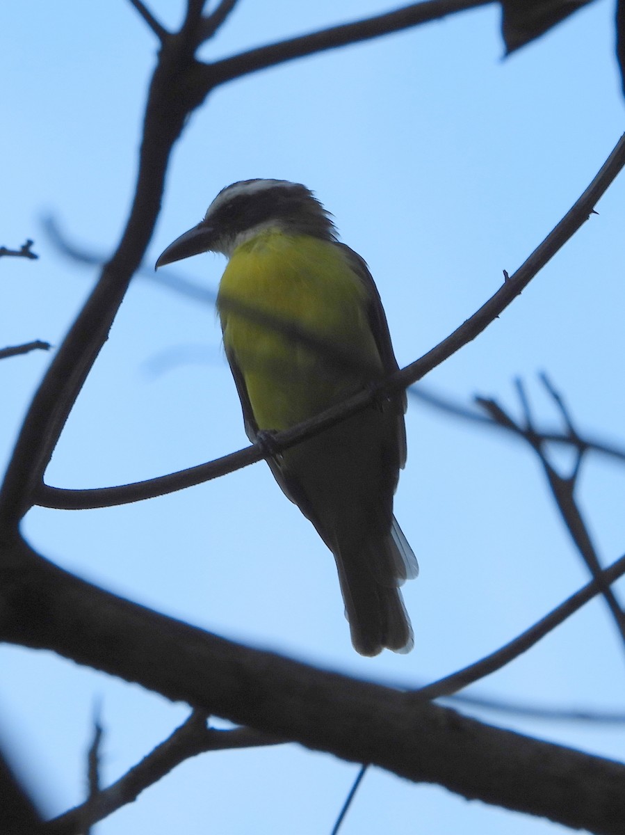 Boat-billed Flycatcher - ML644308213