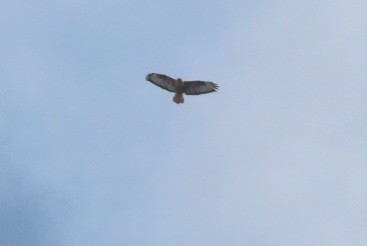 ニシオオノスリ - ML644308250