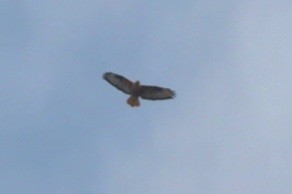 ニシオオノスリ - ML644308251