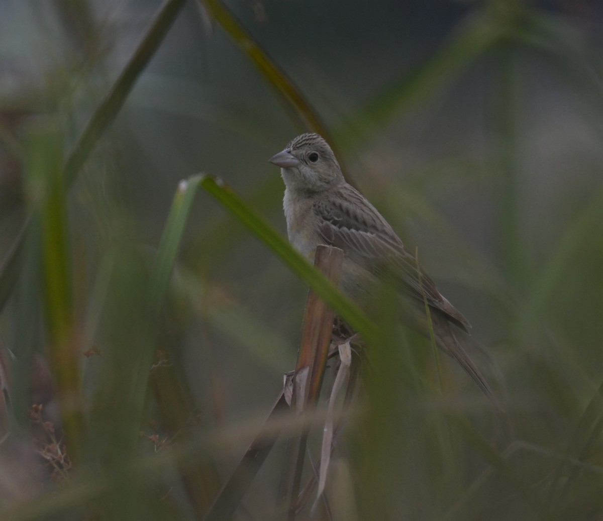 Bruant mélanocéphale - ML644308260