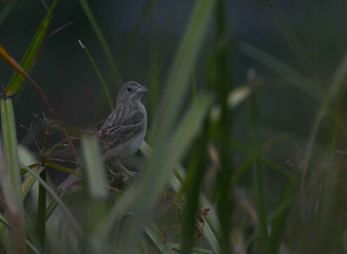 Bruant mélanocéphale - ML644308261