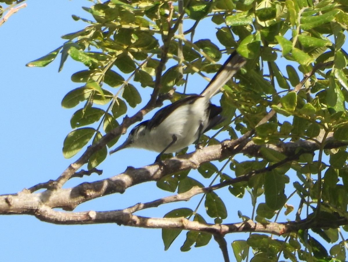 White-browed Gnatcatcher - ML644308304